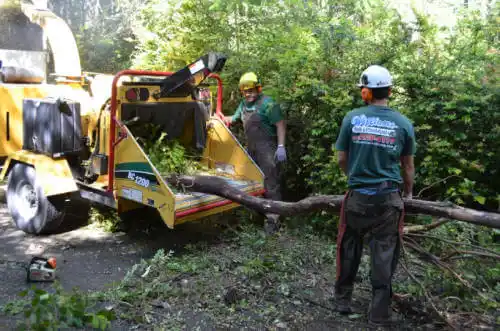 tree services Chico